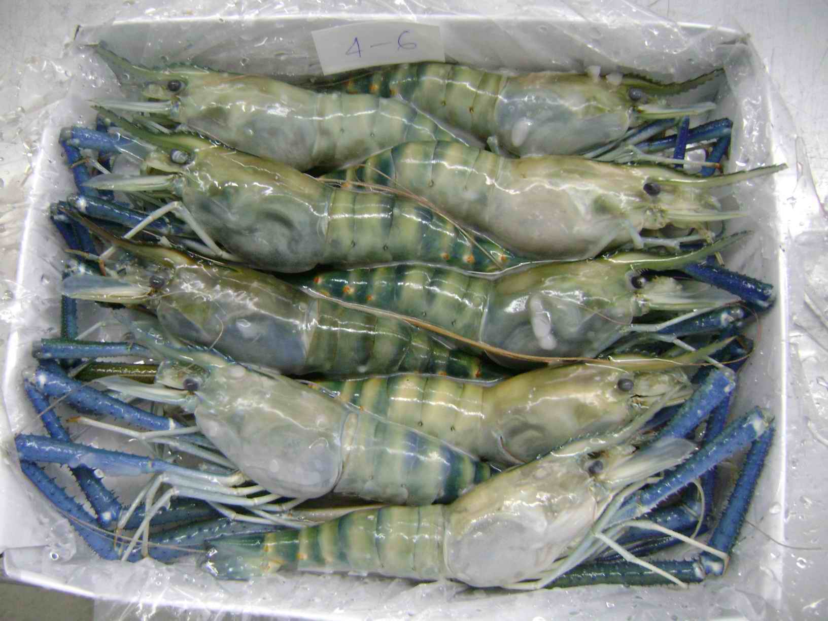Fresh Water Prawn HOSO 原隻大頭蝦 — frozen seafood product photo