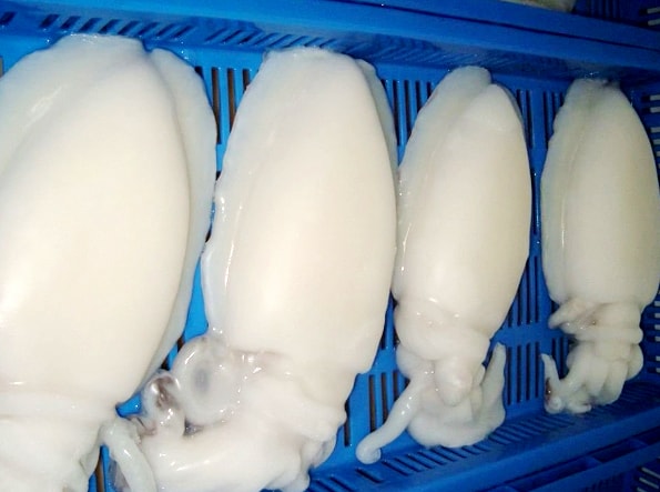 Whole Cleaned Cuttlefish 全清墨魚 — frozen seafood product photo
